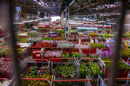 Why a Flower Boutique Offers More Than Just Blooms